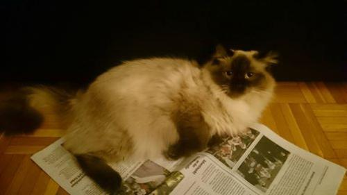 Hannoversche Diva`s Cimberli (����)