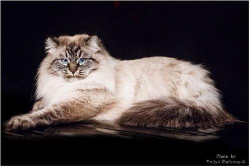 Zhenevieve of Tavaloga (����)