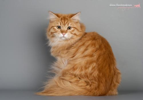 My Fluffy Happiness Belfort (����)