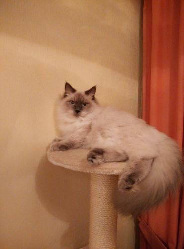Cherry Lady Russian Diamond (����)