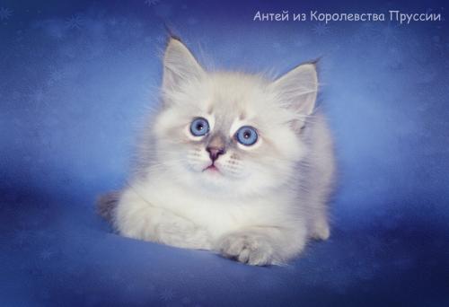 Antey Korolevstva Prussii (����)