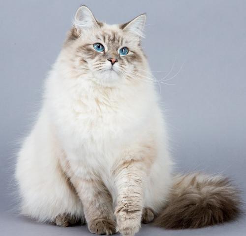 ��������� ������� ����� (����)