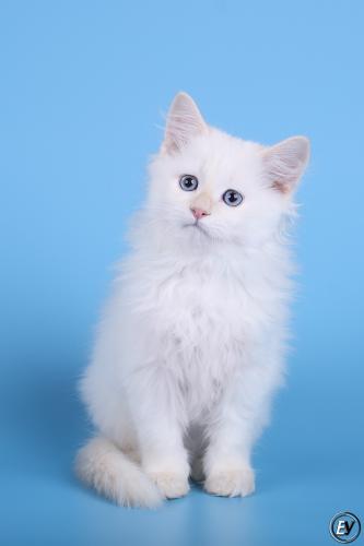 Peregrin Blue Pearl (����)
