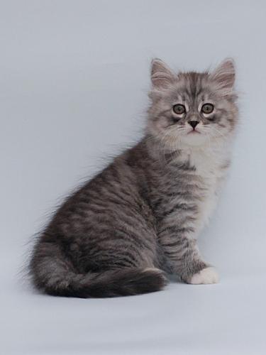 ���� ����� �������� (����)