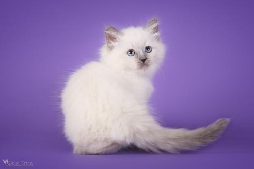Angel Baltic Snow (����)