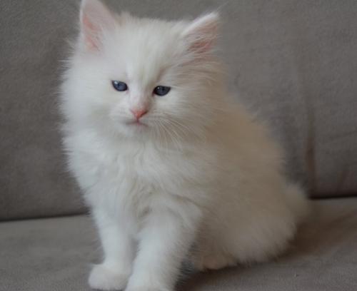 Eleos Angel Neva (����)