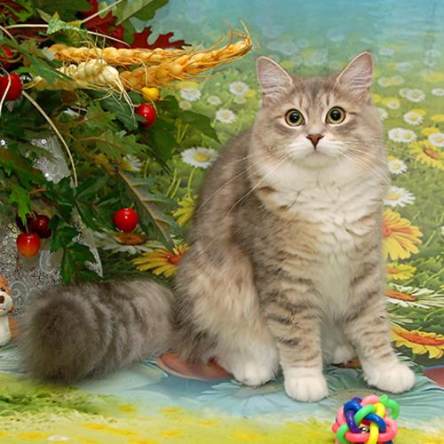 Akvilegiya Moscowiya (����)