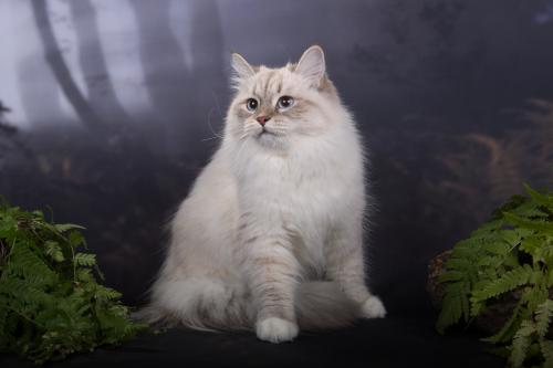 FELICITA NENAGLIADNAYA KRASOTA (����)