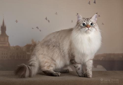 Barclay de Tolly LucianAurora (����)
