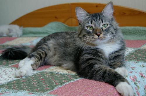 ������ ������� (����)