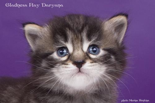 Gladness Ray Daryana (����)