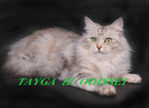 Tayga Iz Odissei (����)