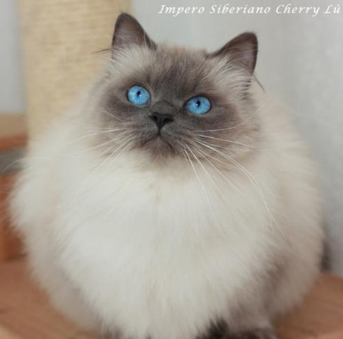 Impero Siberiano Cherry Lu (����)