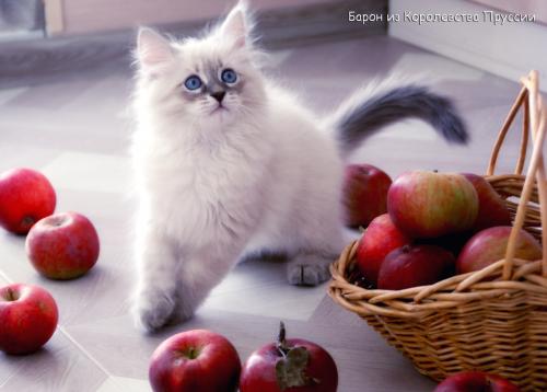 Baron Korolevstvo Prussii (����)