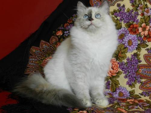 Iskushenie Iz Tsarstva Zimy (����)