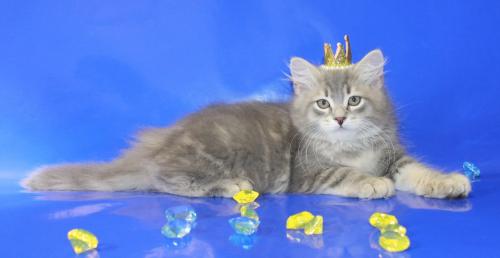 ����-������ �������*RU (����)