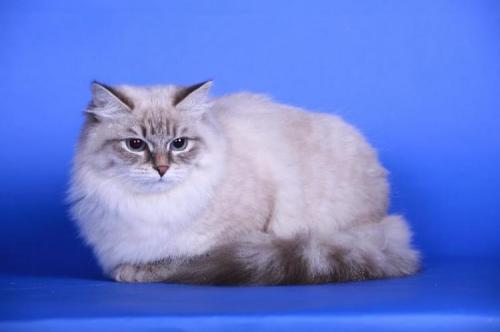 ������� ��� ���� (����)