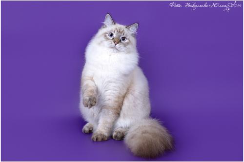 ���� ������� ����� (����)