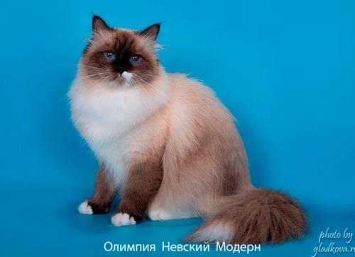 Olimpiya Nevsky Modern (����)