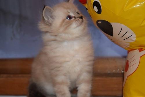 ���� ����� ���� (����)