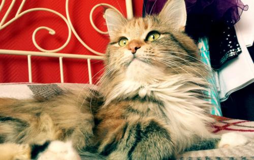 Gargantua Felis Felicis*SK (����)