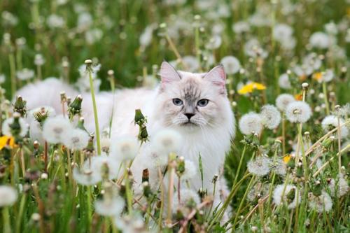 ����� �������� (����)
