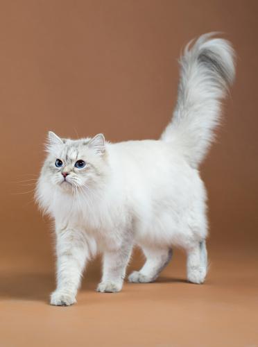 ������ ������� ������*RUS (����)