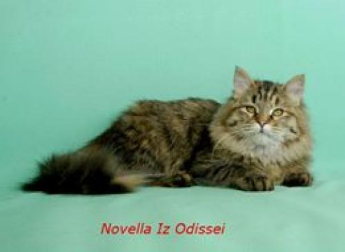 Novella Iz Odissei ()