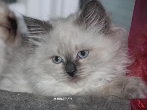 MARILYN n�5 De RosKosh (����)