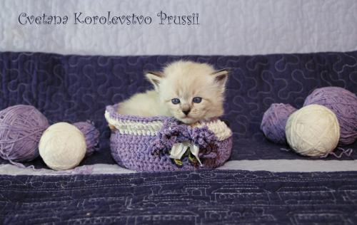 Cvetana Korolevstvo Prussii (����)
