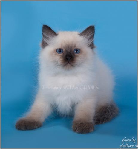 HARLEY Atlas Grand (����)