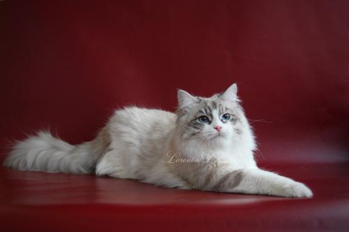 Lorentso Del Mare CAESAR (����)