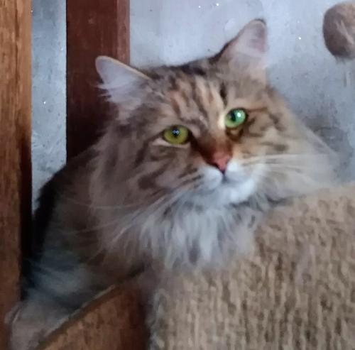 �������� ��������� Siberian Sapphir (����)