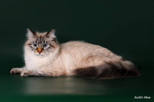 ��������� Russian Diamond (����)