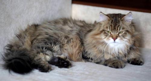 ������ ������� (����)