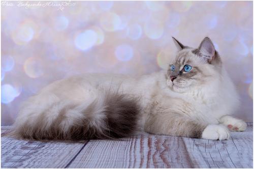 Dorofey Neva Valse (����)