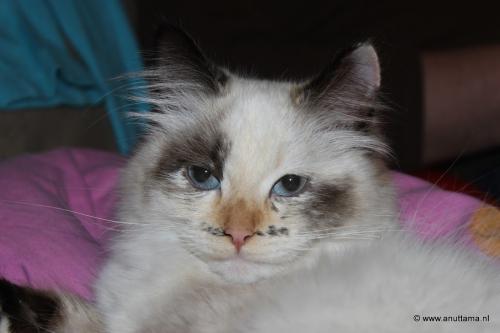 Anuttama Precious Purrs (����)