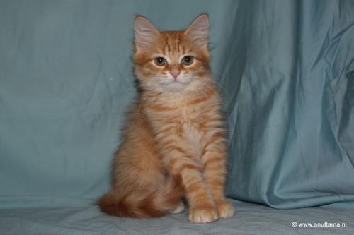 �������� �������� (����)
