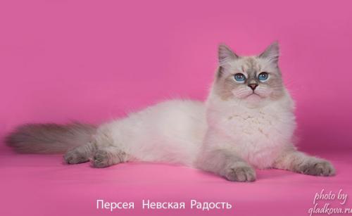Perseya Nevskaya Radost (����)