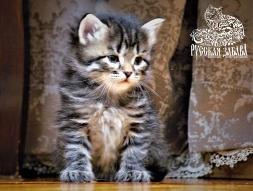 ������ ������� ������ (����)