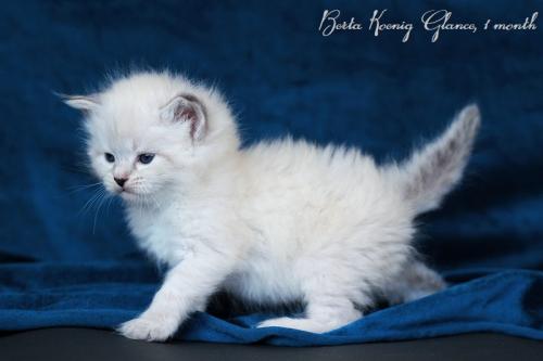Berta Koenig Glance (����)