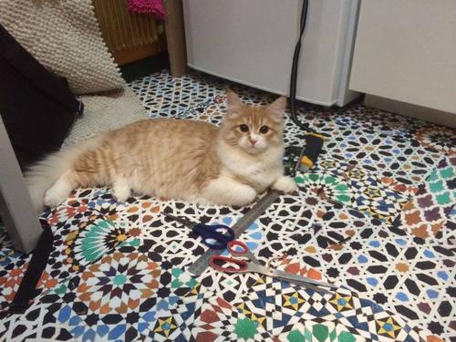 ������� Russian Diamond (����)