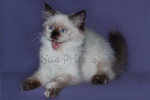 Zhuzha Sun Prim (����)
