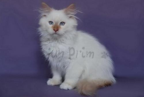 Zahar Sun Prim (����)