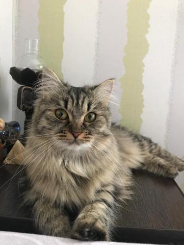 ������-���� ����� (����)