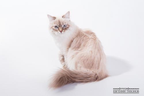 Alice Sibirskiy Svet (����)