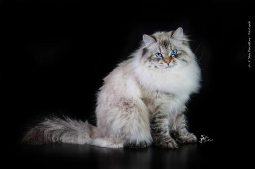 Marchesa Lesnaya Skazka (����)