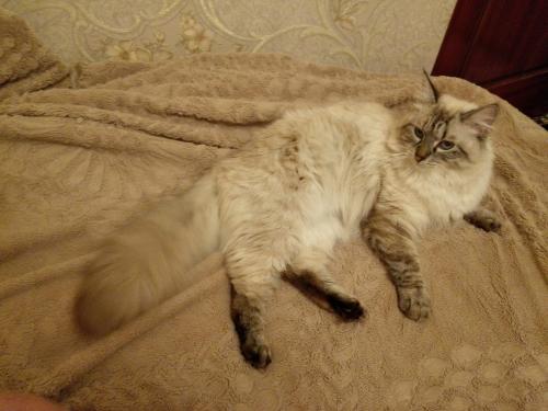 Vesnyshka Neva Symphony (����)