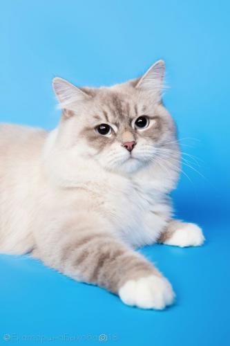 ���-��� ������������ ������� (����)