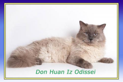 Don Juan iz Odissei ()
